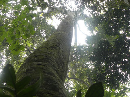 Rừng chè Bát Tiên trăm tuổi độc nhất vô nhị ở Việt Nam